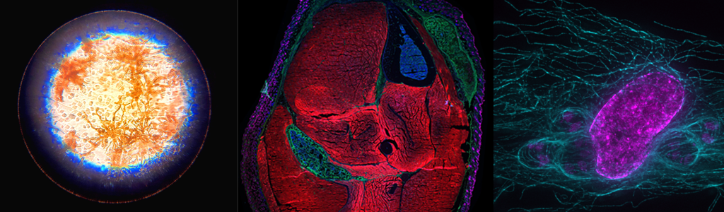 Microscopy Photos